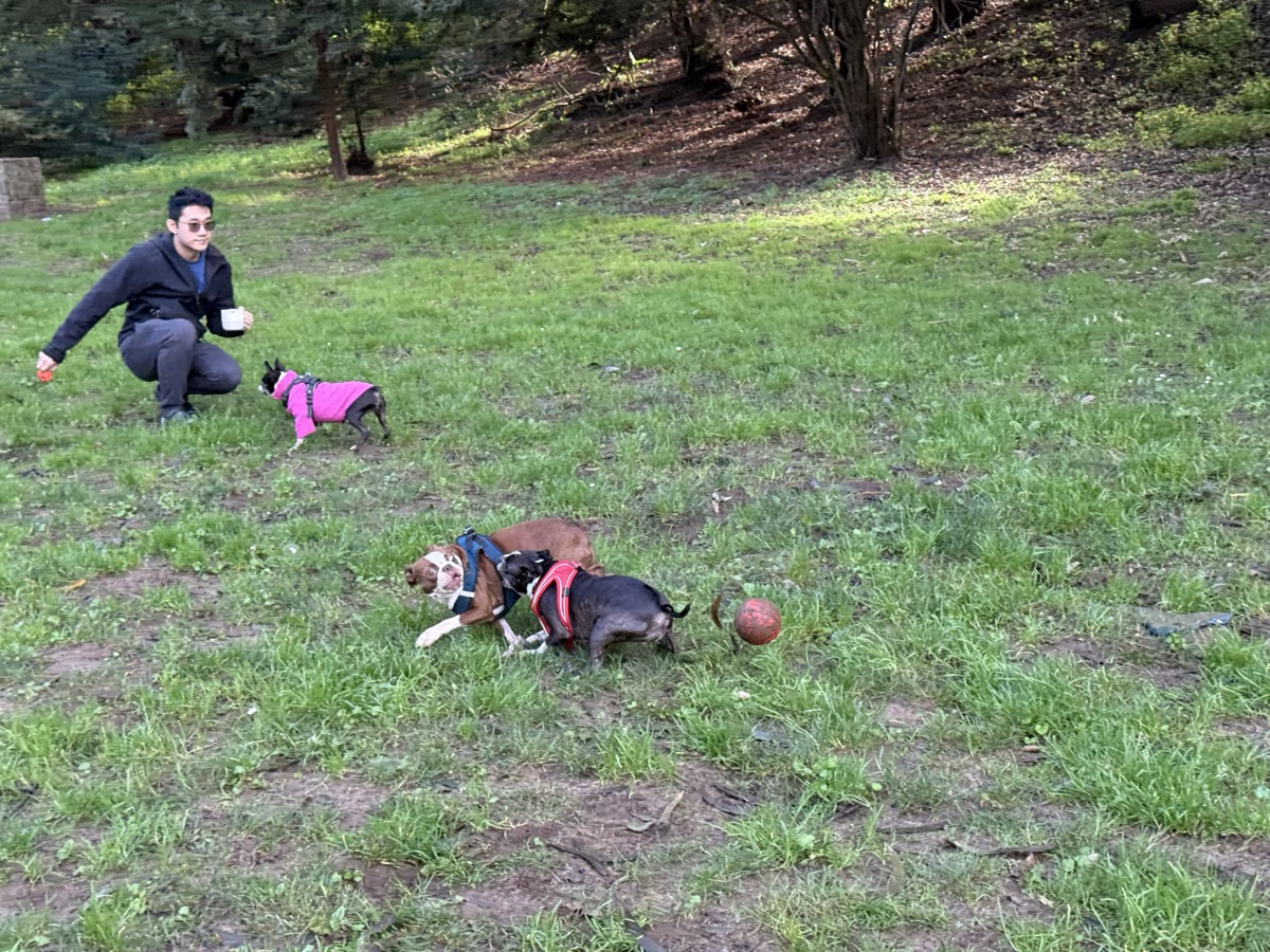 Boston Terriers playing together